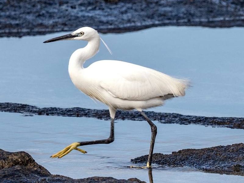 Little Egret