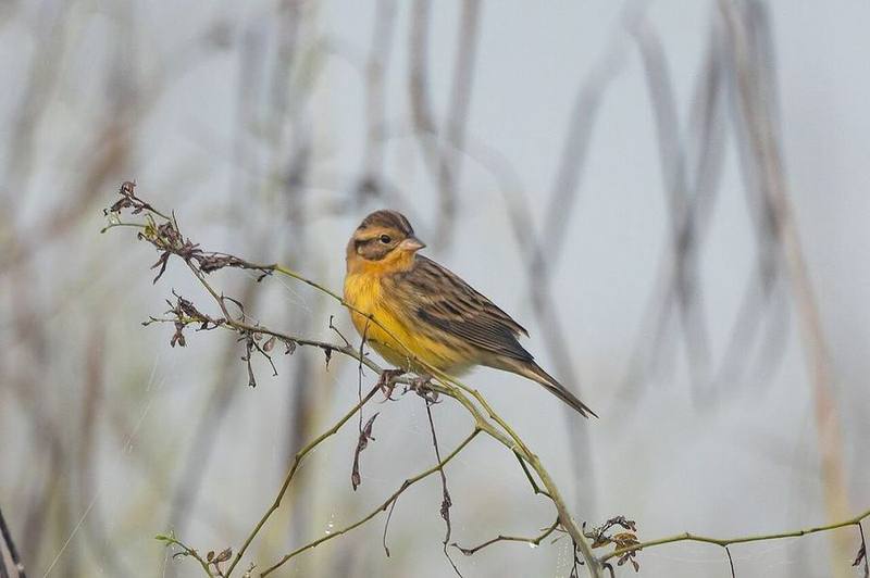 Yellow-breasted Bunting