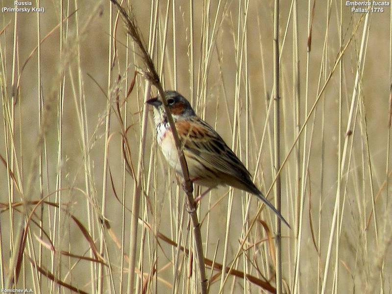 Chestnut-eared Bunting