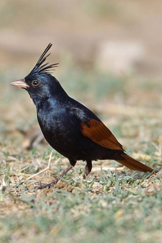 Crested Bunting