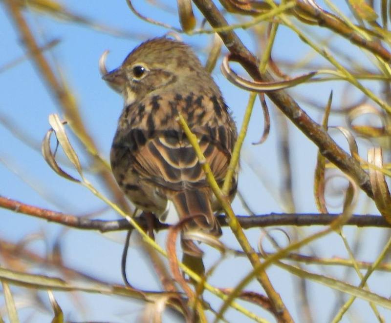 Black-faced Bunting
