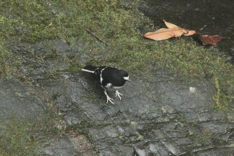 Little Forktail