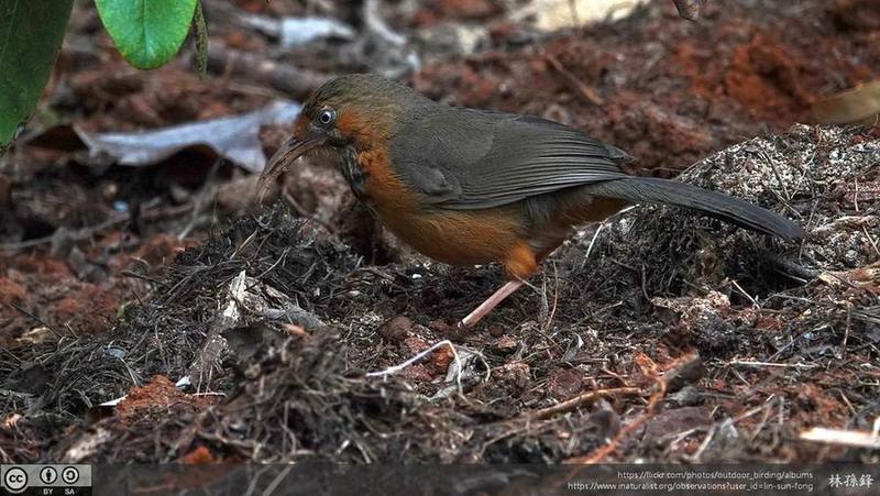 Black-streaked Scimitar Babbler