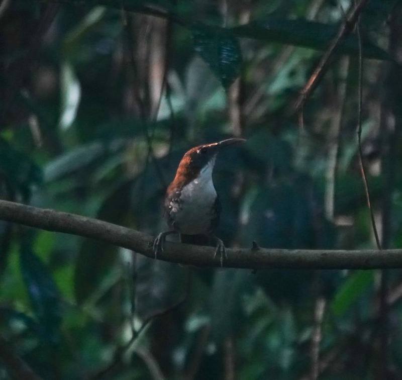 Large Scimitar Babbler