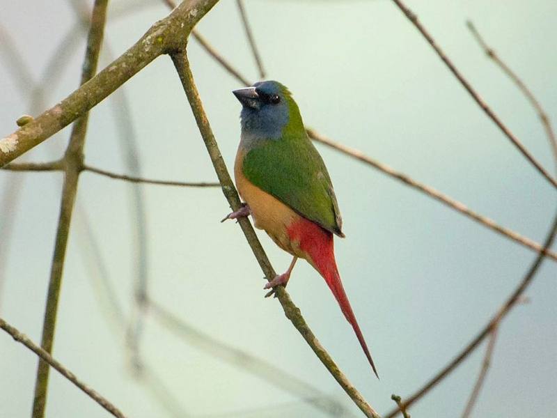 Pin-tailed Parrotfinch
