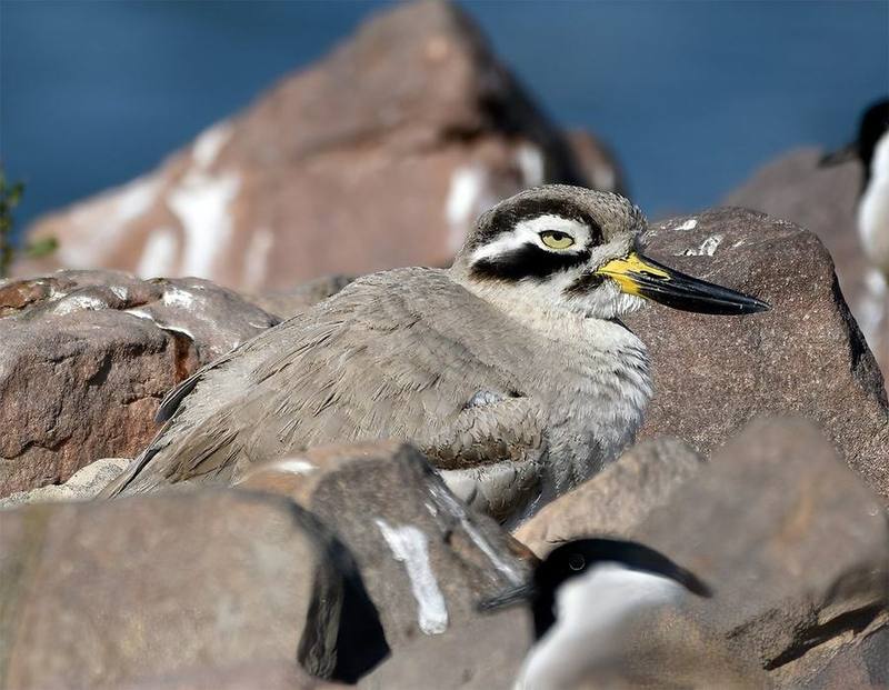 Great Stone-curlew