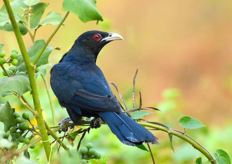 Asian Koel