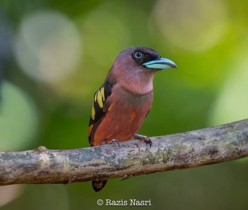 Banded Broadbill