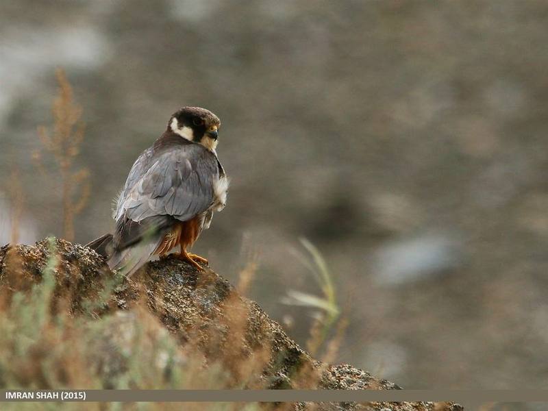 Eurasian Hobby
