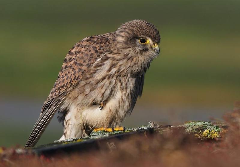 Common Kestrel