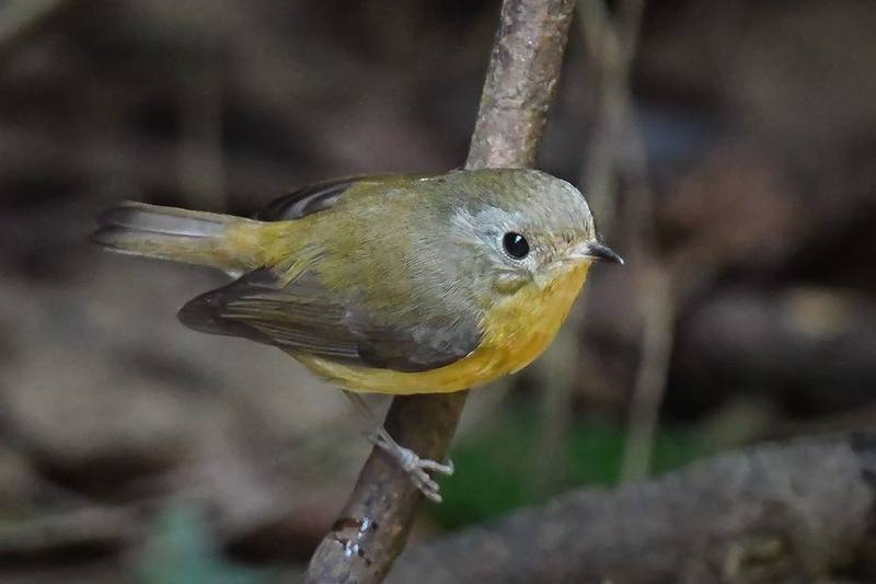 Pygmy Flycatcher