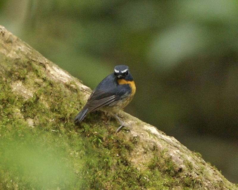 Snowy-browed Flycatcher