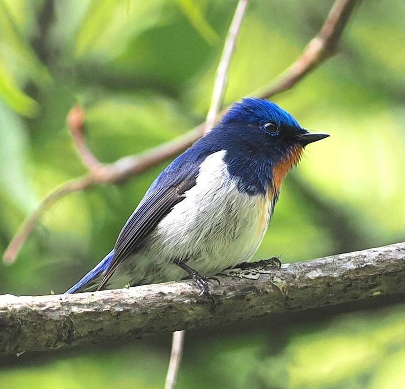 Sapphire Flycatcher