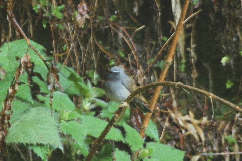 Rufous-gorgeted Flycatcher