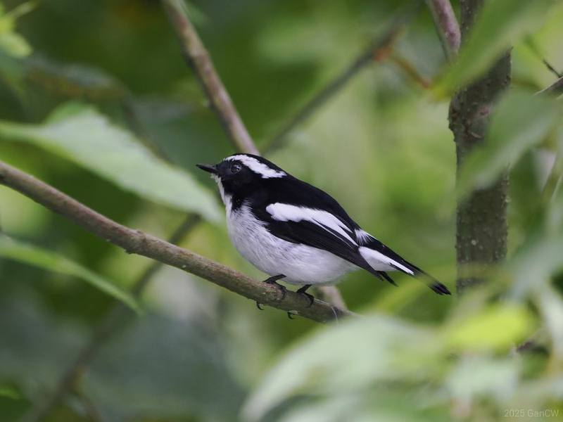Little Pied Flycatcher