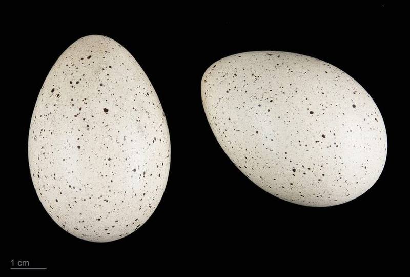Eurasian Coot
