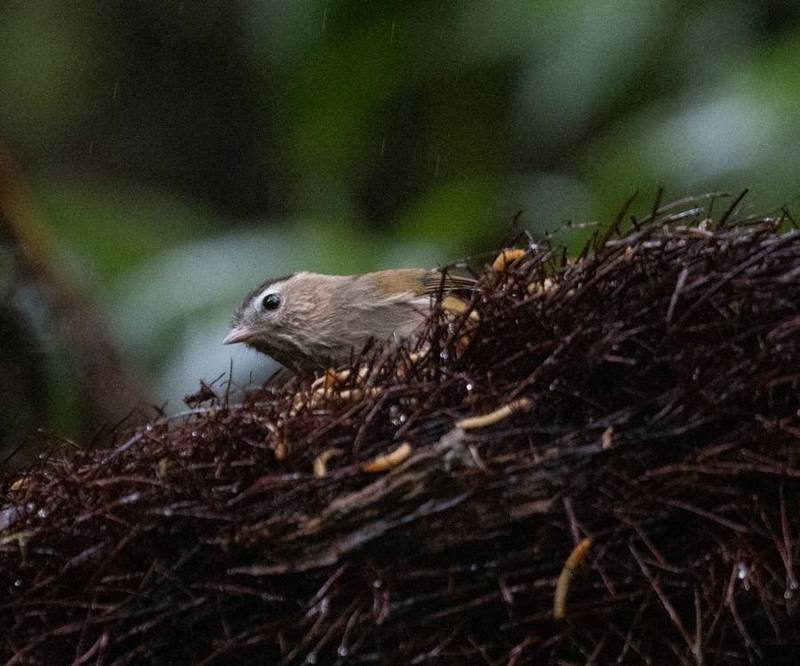 Indochinese Fulvetta