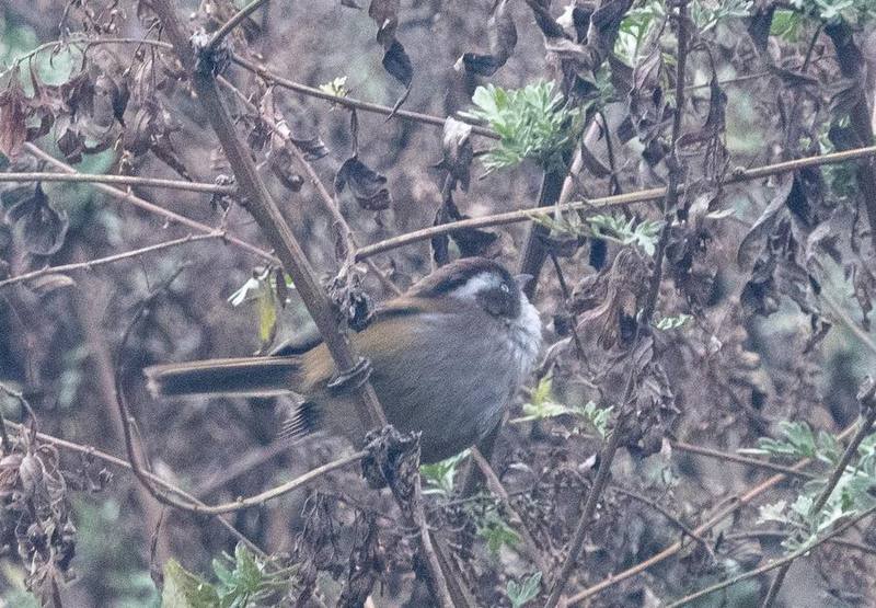 White-browed Fulvetta