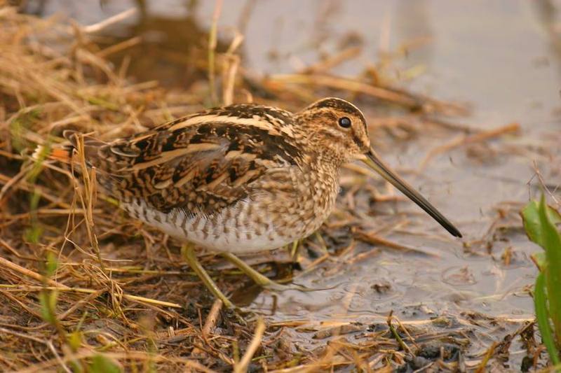 Common Snipe