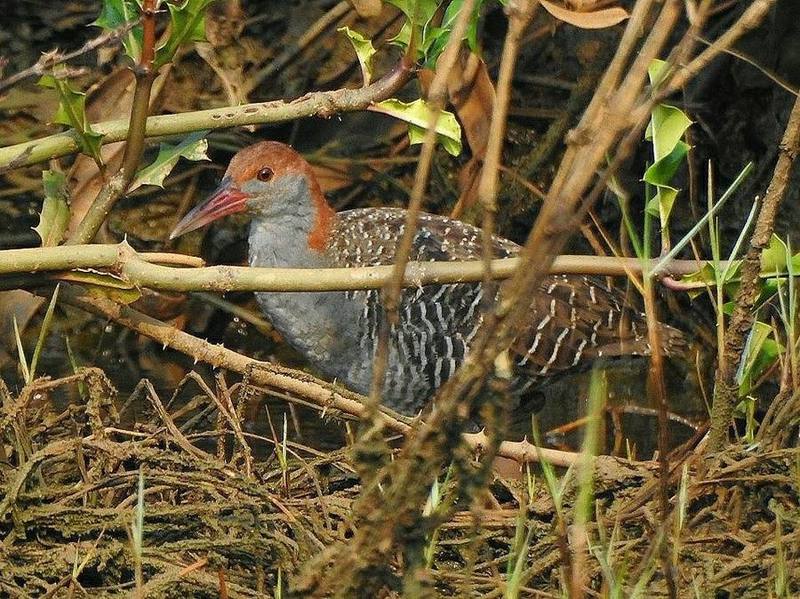 Slaty-breasted Rail