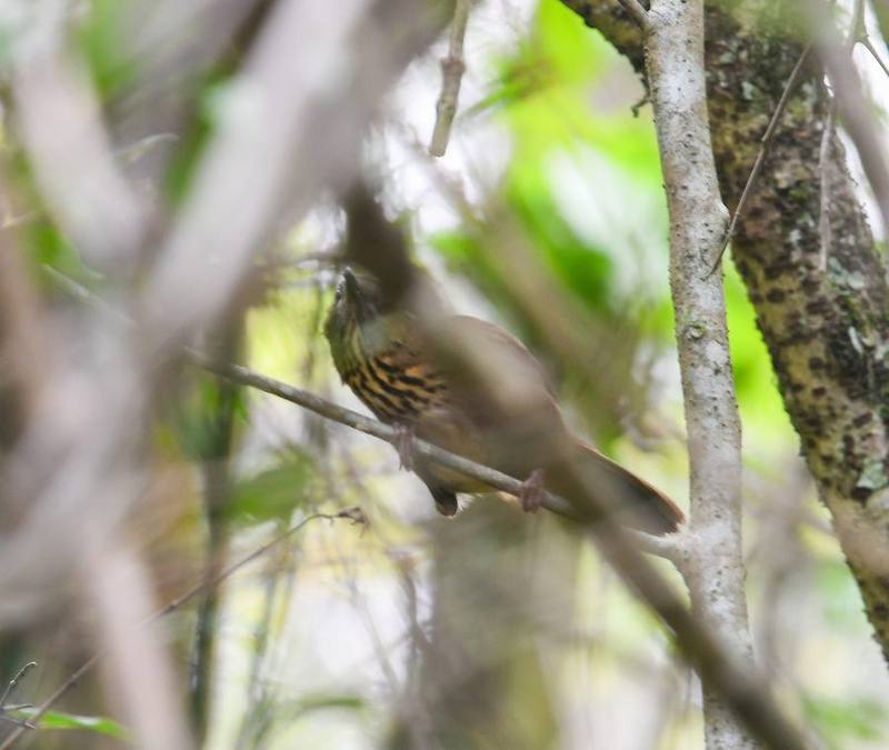 Spot-breasted Laughingthrush