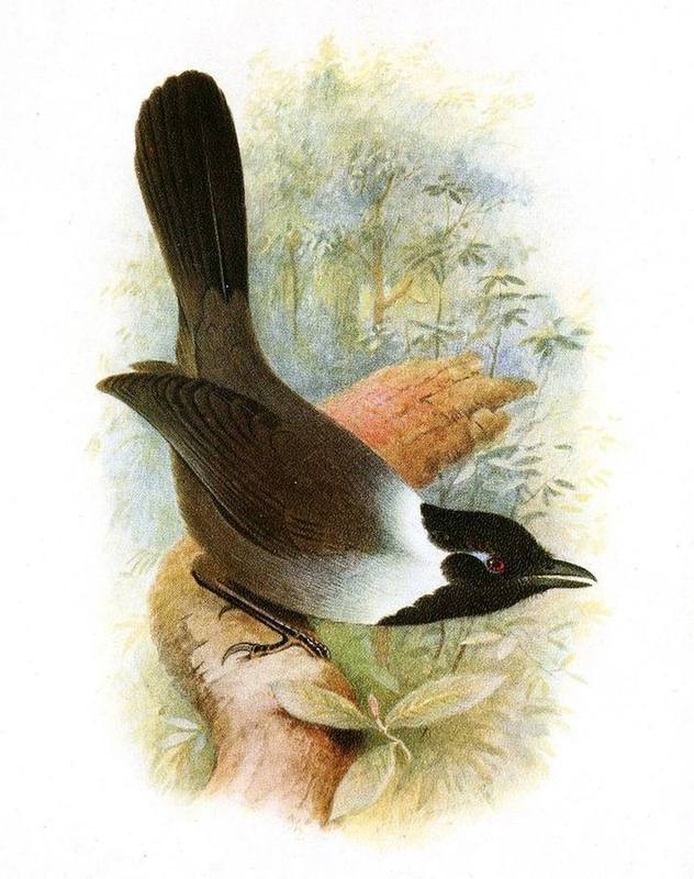 Black-hooded Laughingthrush