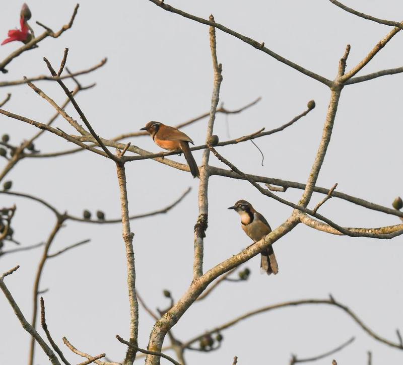 Lesser Necklaced Laughingthrush