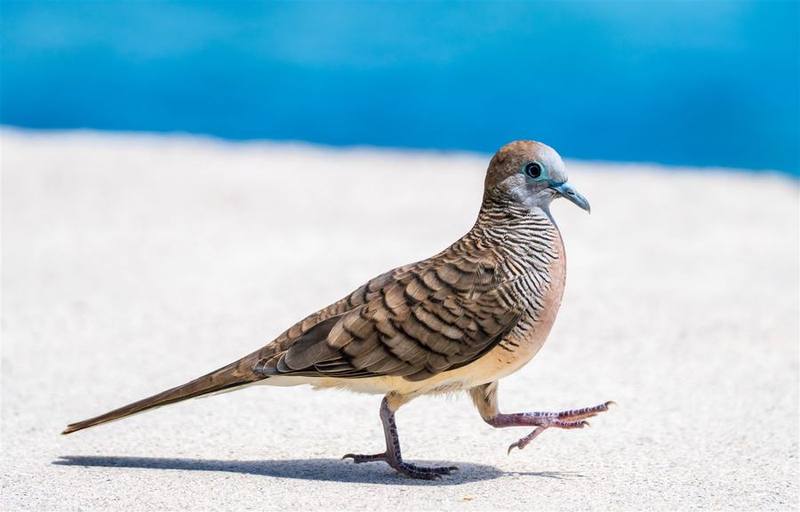 Zebra Dove