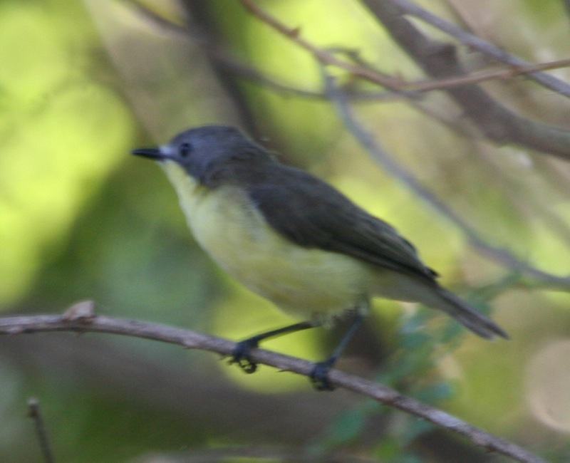 Golden-bellied Gerygone
