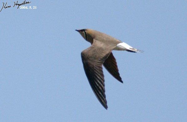 Oriental Pratincole