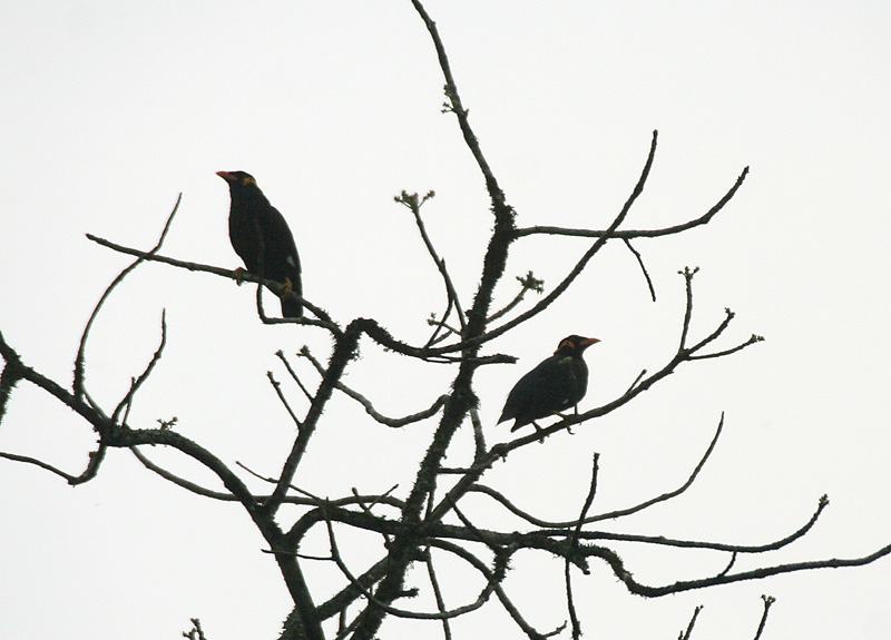 Common Hill Myna