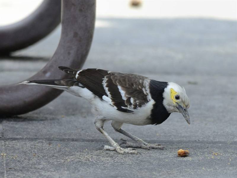Black-collared Starling