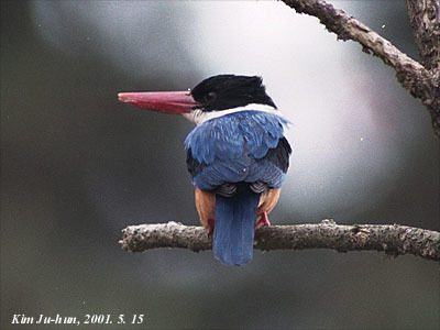 Black-capped Kingfisher