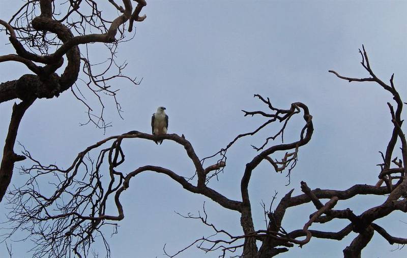 White-Bellied Sea-Eagle