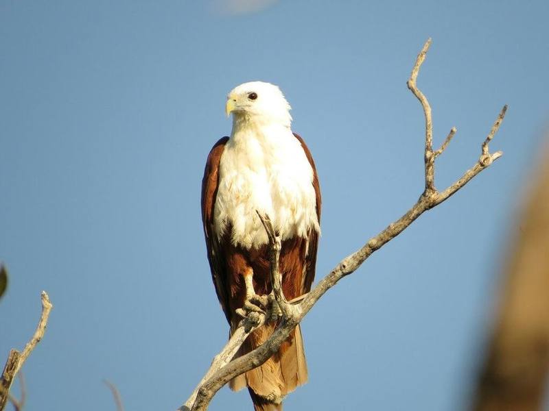 Brahminy Kite