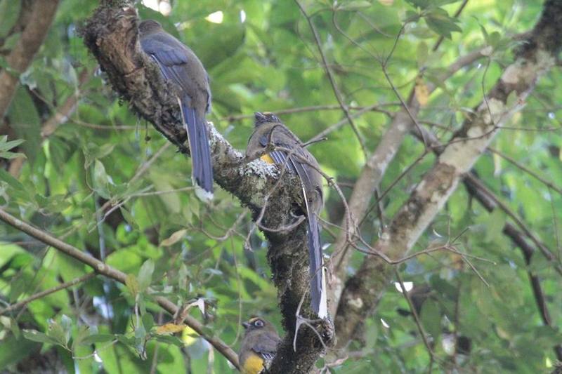 Ward's Trogon
