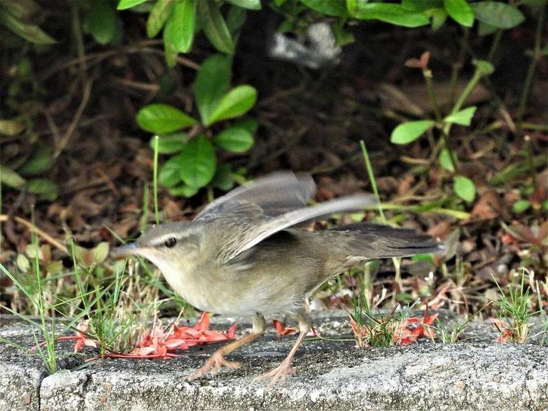 Styan's Grasshopper Warbler