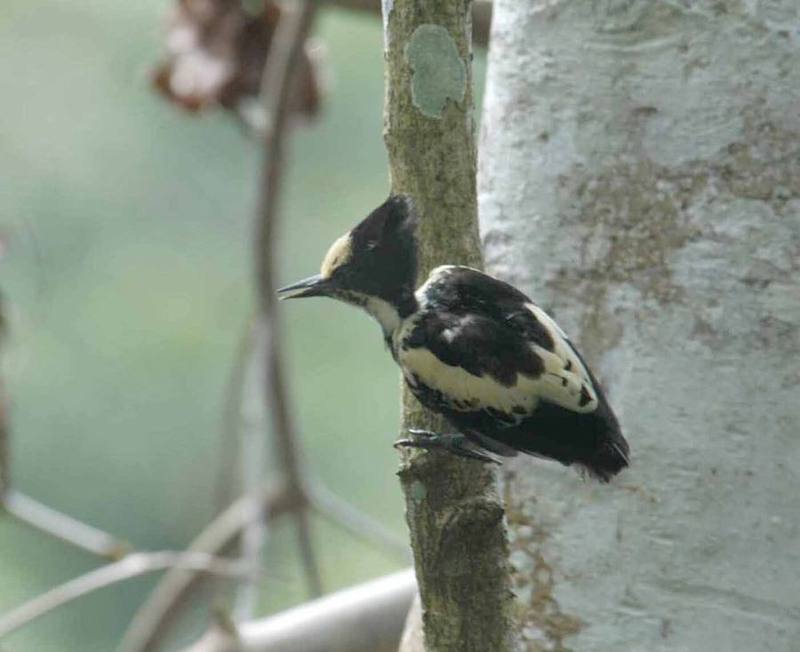 Heart-spotted Woodpecker