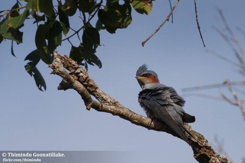 Crested Treeswift