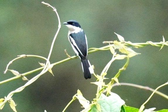 Bar-winged Flycatcher-shrike