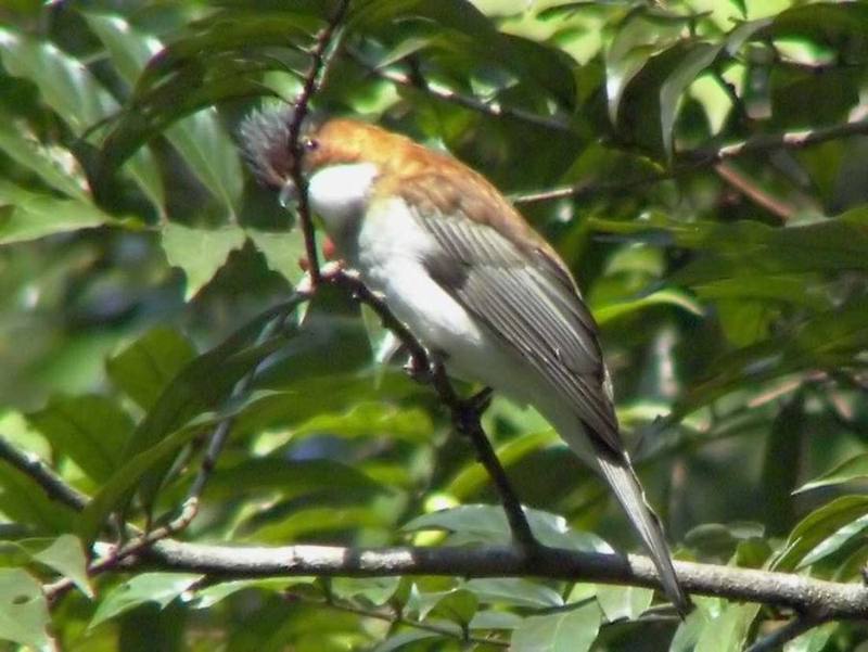 Chestnut Bulbul