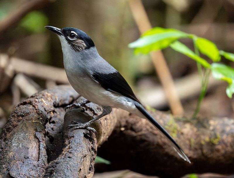 Black-headed Sibia