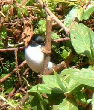 Dark-backed Sibia