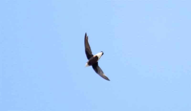 White-throated Needletail