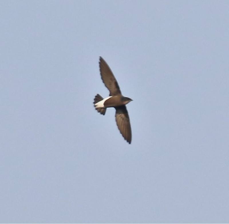 Silver-backed Needletail