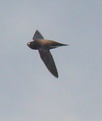 Brown-backed Needletail