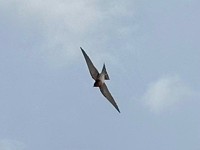 Pacific Swallow