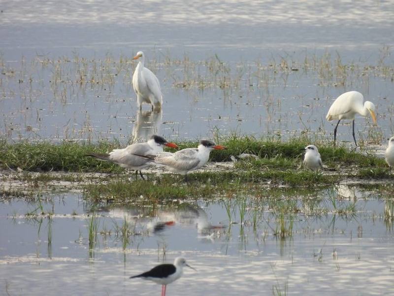Caspian Tern