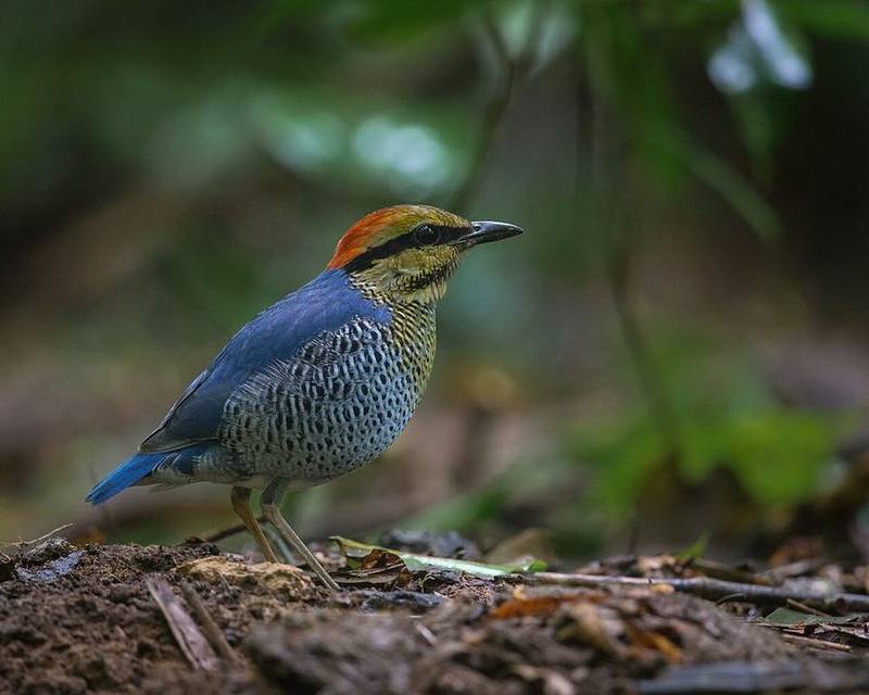 Blue Pitta