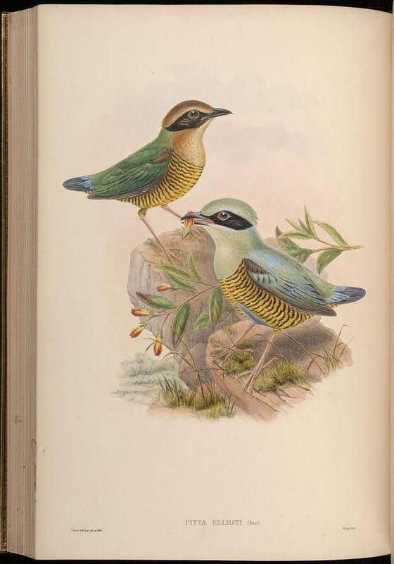 Bar-bellied Pitta